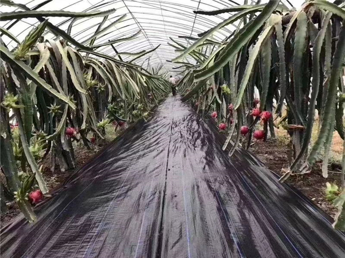 1650523421691054.jpg b678ffd665ddd421a090dc1bf3de432.jpg